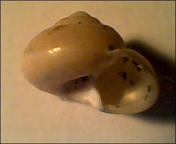 Gibbula da determinare